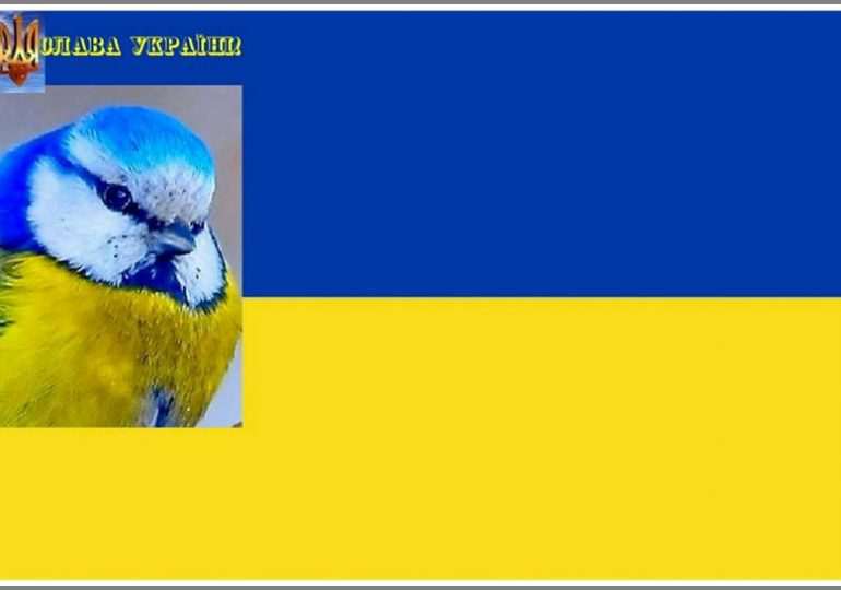 В Запорожье можно встретить... самую украинскую птицу