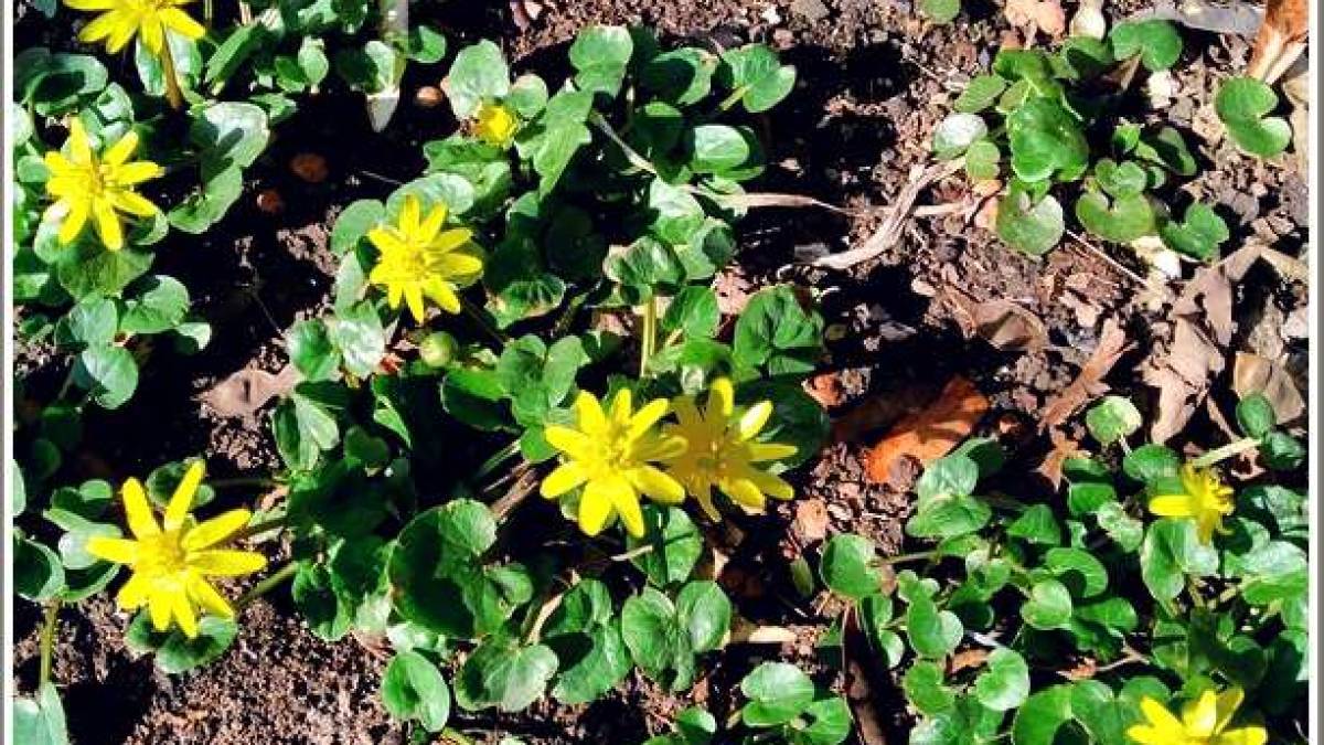 В Запорожье весна рассыпала по земле… солнце