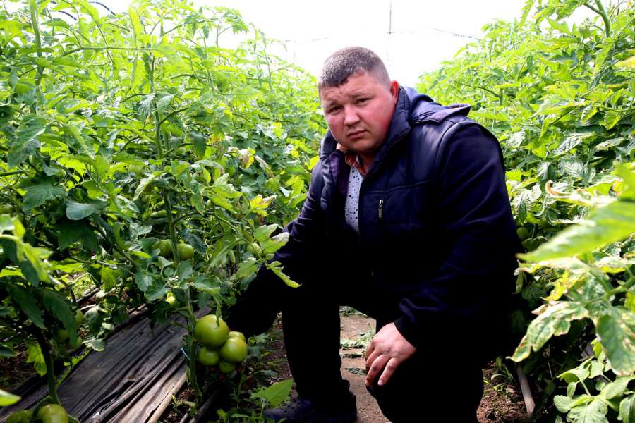 Запорожский регион: фермеры отдают овощи за бесценок