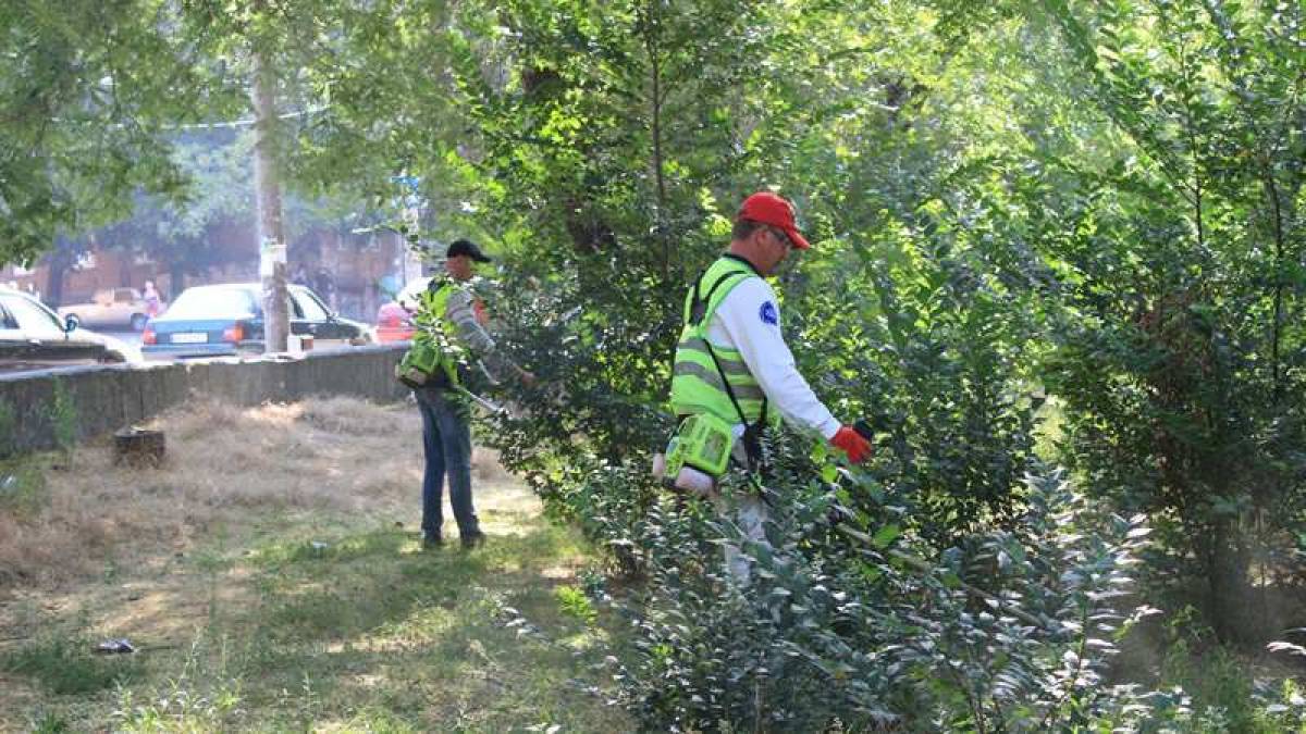 В Запорожье ведут борьбу с «зеленым агрессором» – амброзией