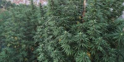 В Запорожье резко увеличилось количество наркограффити
