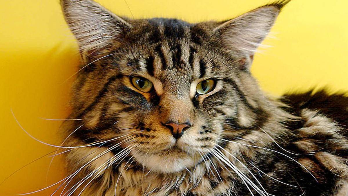 Выставка кошек и котов в Запорожье