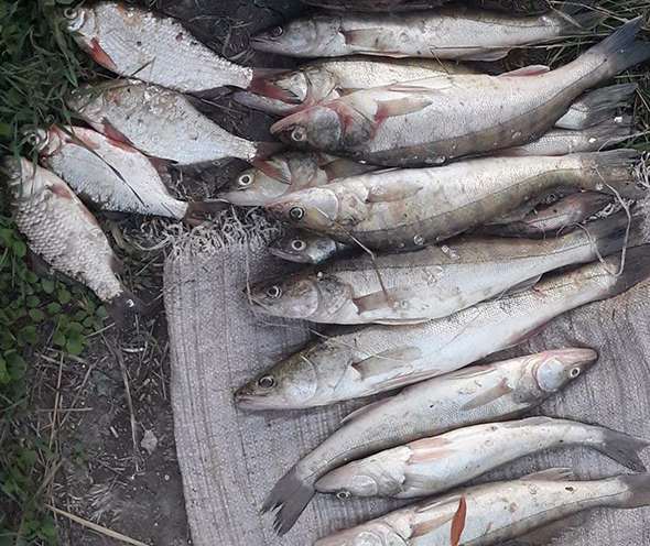 На Каховці спіймали браконьєрів