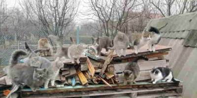 Под Запорожьем банда котов требует добавки
