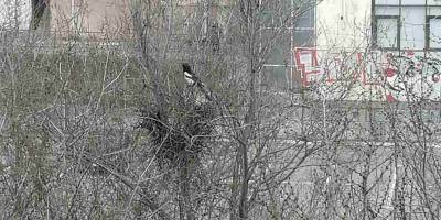 В Запорожье сорока притворилась аистом (фото)