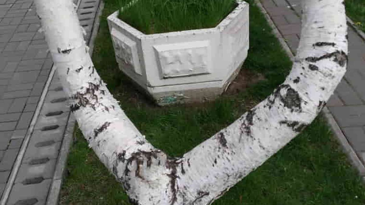 В Запорожье замечена аномальная береза