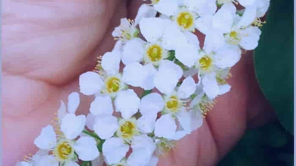 В Запорожье пришла весна на букву «ч»