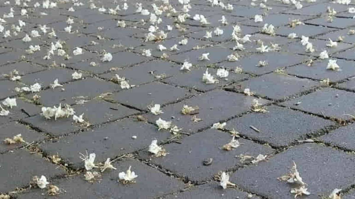 В Запорожье случилось послецветие