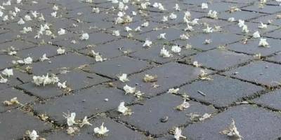 В Запорожье случилось послецветие