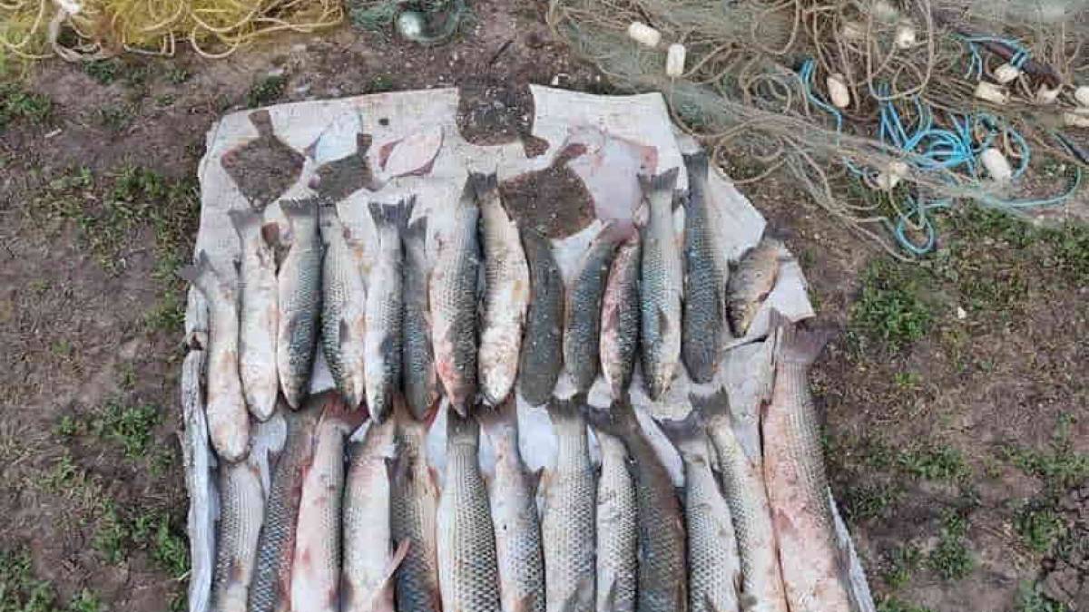 Юшка вартістю в… 50 тисяч гривень