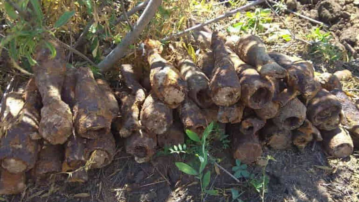 У Запорізькій області піротехніки за два дні знешкодили 228 вибухонебезпечних предметів часів минулих війн