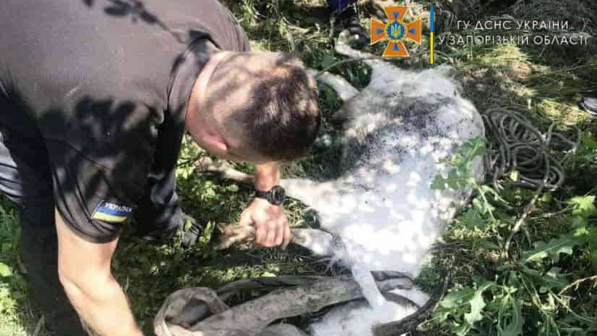 У Кінських Роздорах рятували… козу