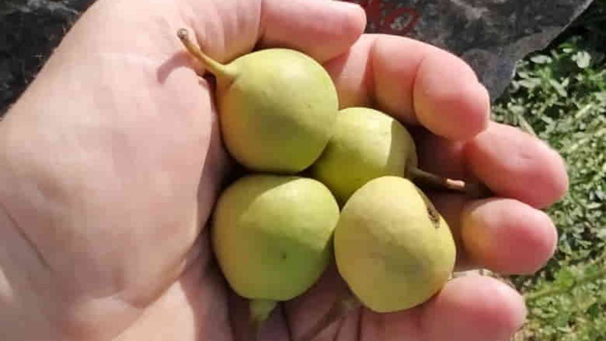 В Запорожье созрели груши на Тарасовой груше