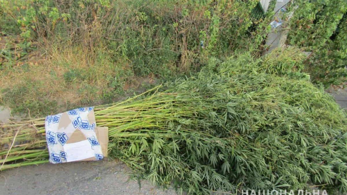 Запорізькі поліцейські ліквідували посіви конопель