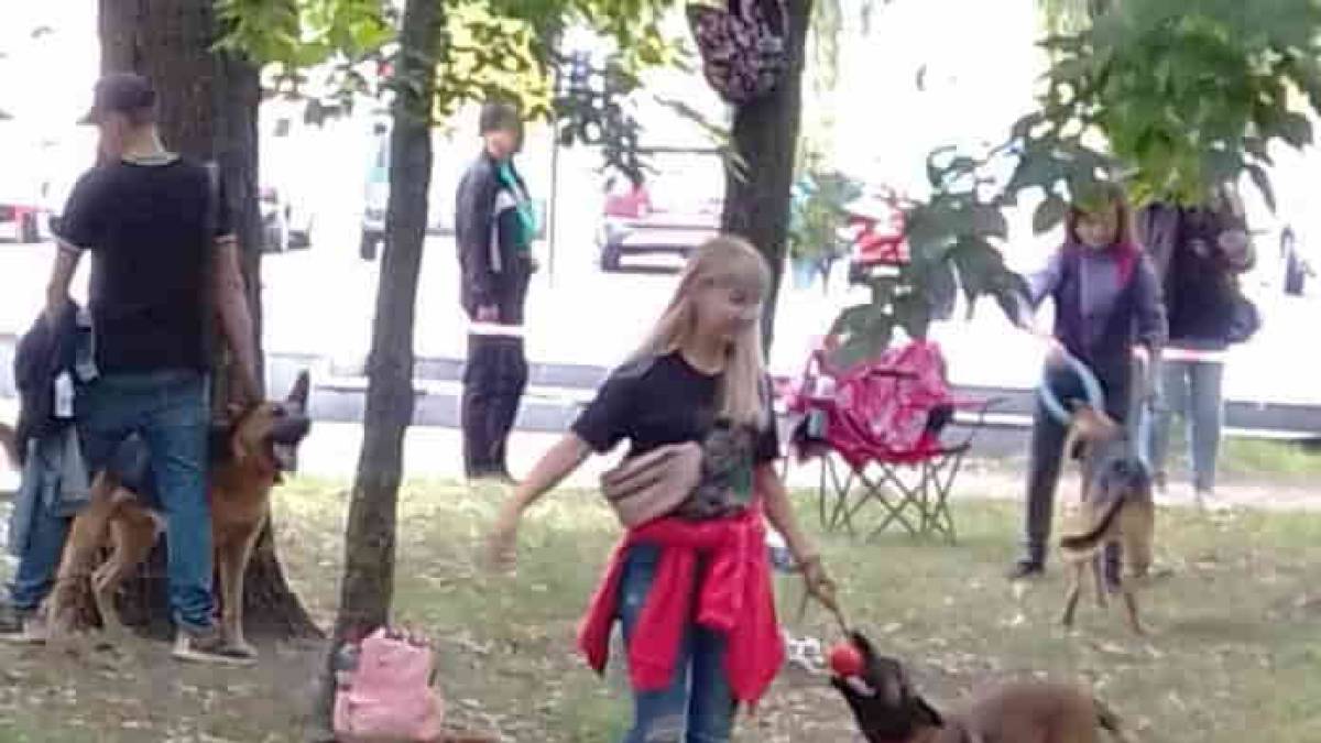 В Бердянске на выставке собак можно было получить… котенка