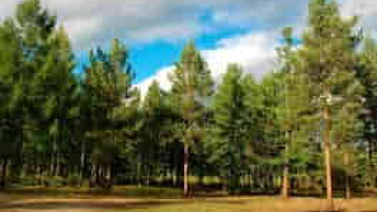 Аудитори виявили порушення у лісгоспах