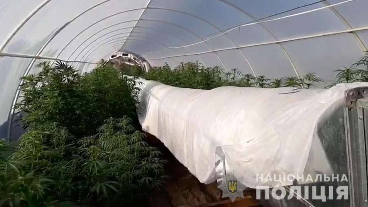 У “овочевій столиці” вирощували дурман-траву на 3 мільйона