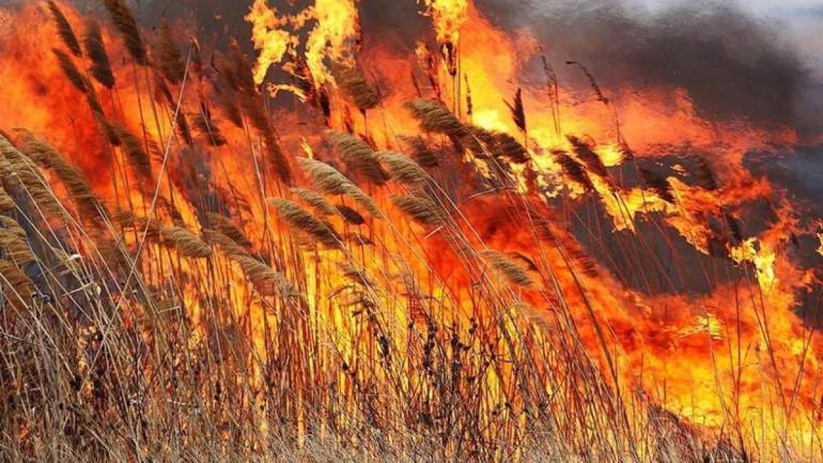 У Запорізькій області 26 разів горіли екосистеми