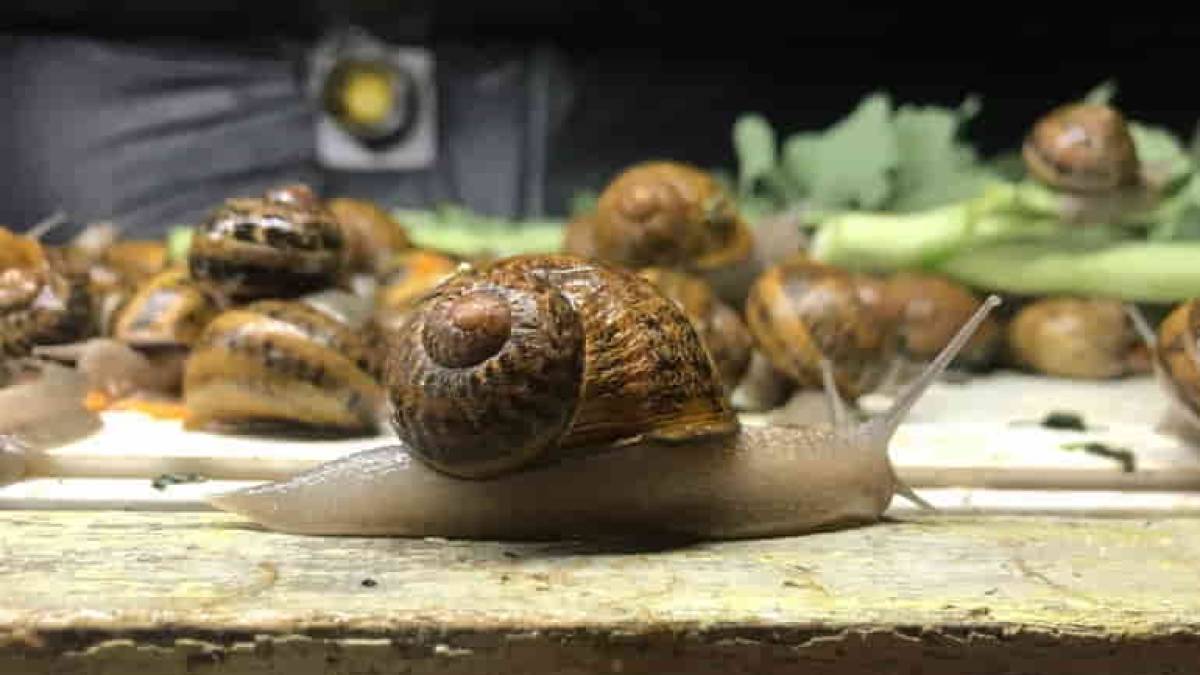 «Мясо улиток – не только полезно. Это еще и очень вкусно!»