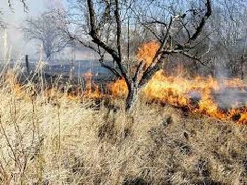 За добу запорізькі рятувальники тричі гасили пожежі в екосистемах