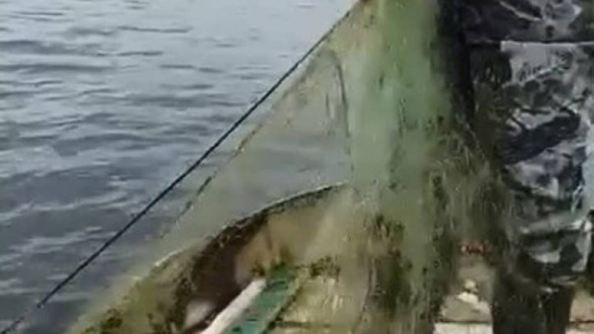 На Дніпровському водосховищі проведене комплексне меліоративне тралення