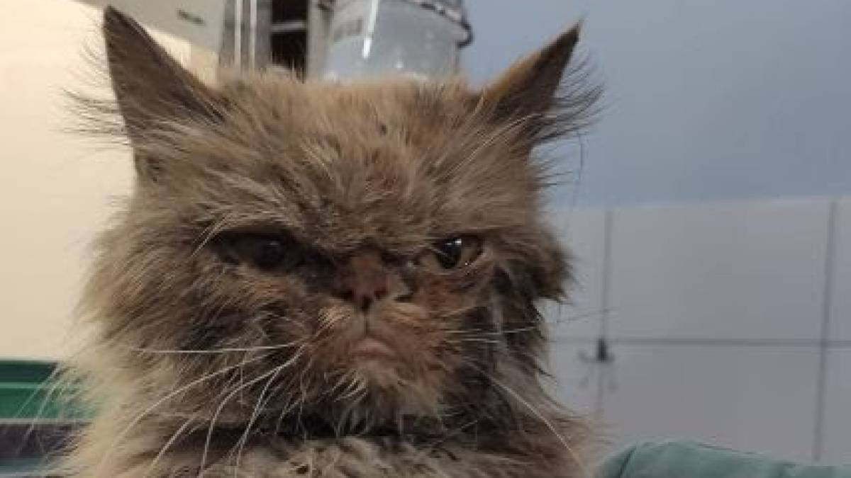 Нашелся хозяин легендарной кошки, которую спасли с седьмого этажа разрушенной многоэтажки в Бородянке
