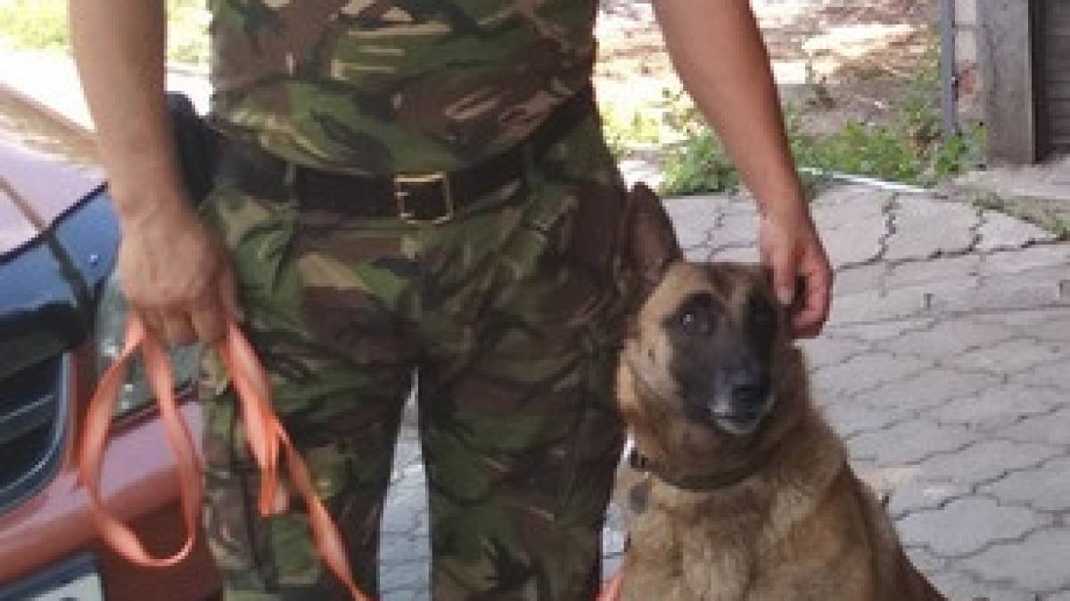 Мимо четвероногих служак ни один диверсант не проскочит!