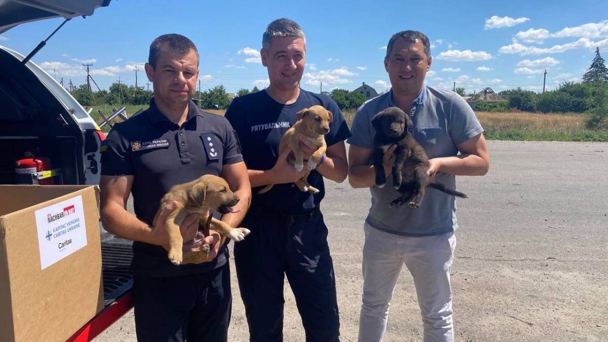 Людяність: із села Кам’янське вивезли поранених цуценят
