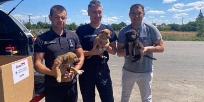 Людяність: із села Кам’янське вивезли поранених цуценят