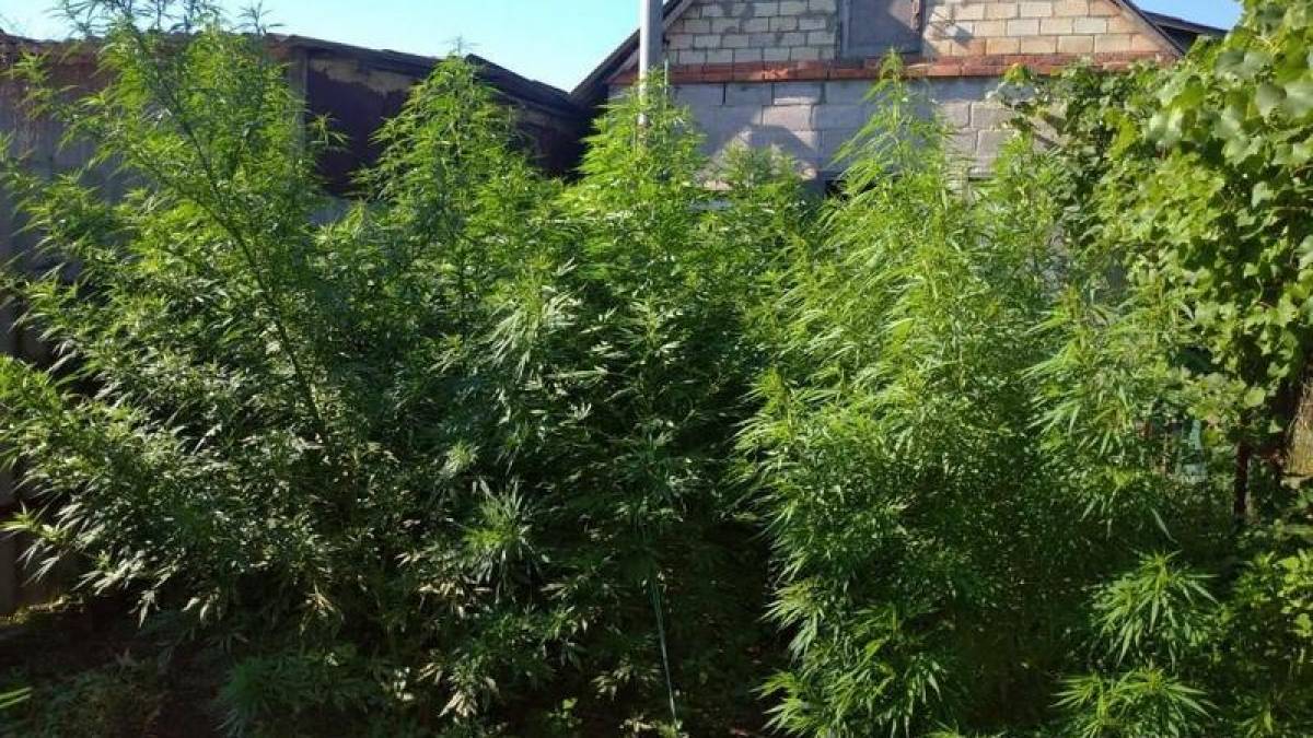 Запорізькі поліцейські знищили 245 кущів коноплі, яку вирощували двоє місцевих мешканців