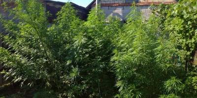 Запорізькі поліцейські знищили 245 кущів коноплі, яку вирощували двоє місцевих мешканців