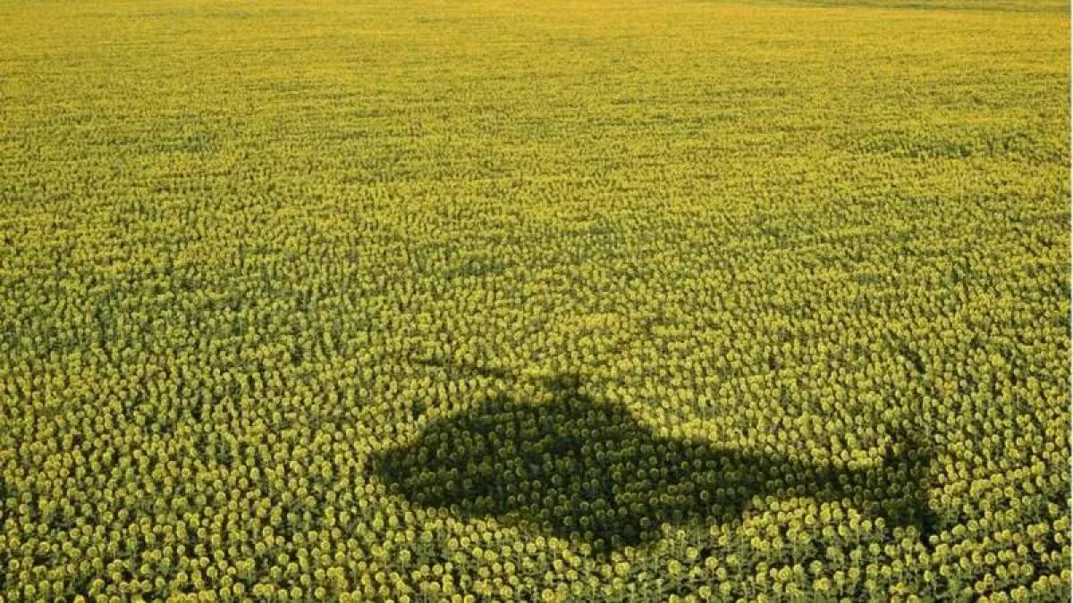 росія викрадає з окупованих районів Запорізької області не тільки зерно, а й насіння соняшника — BBC