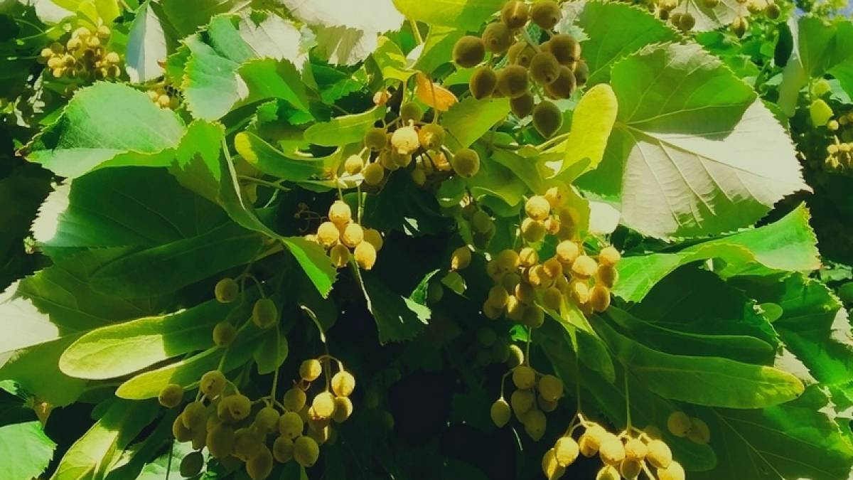 У Запоріжжі – липове післяцвіття (фото)