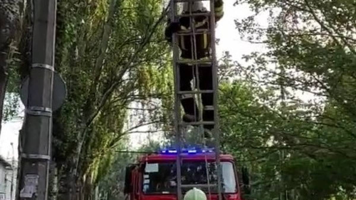Людяність: запорізькі рятувальники зняли з дерева котика