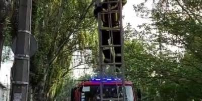 Людяність: запорізькі рятувальники зняли з дерева котика