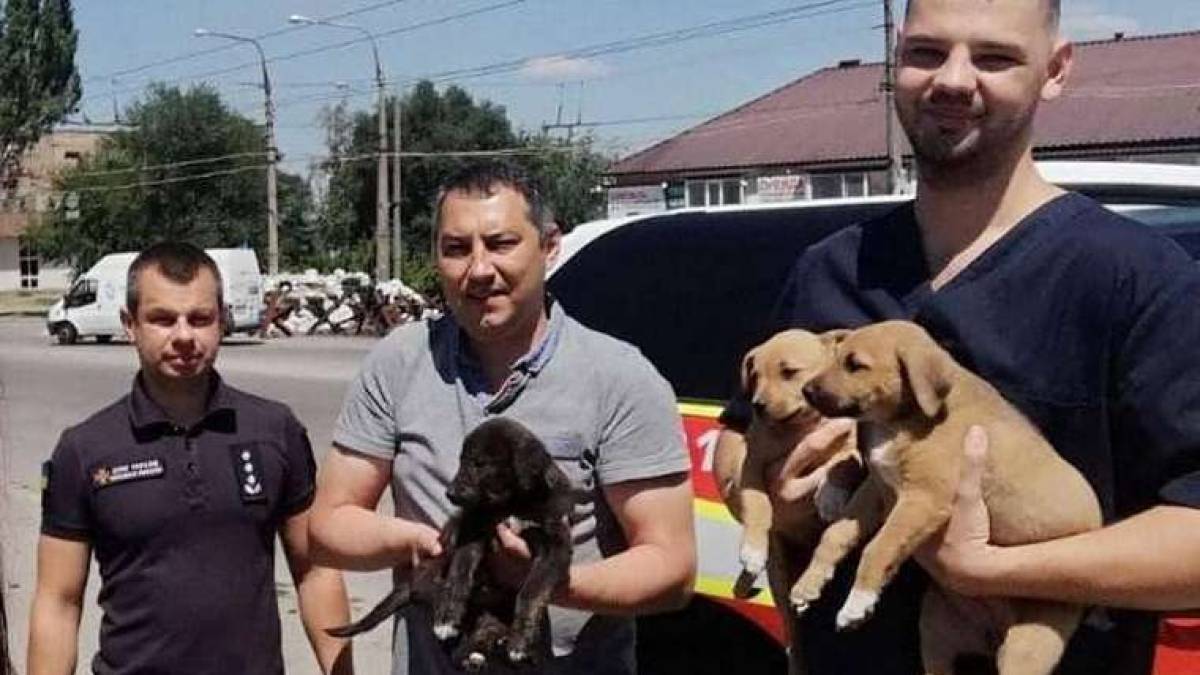 У Запоріжжі шукають господарів врятовані від обстрілів цуценята