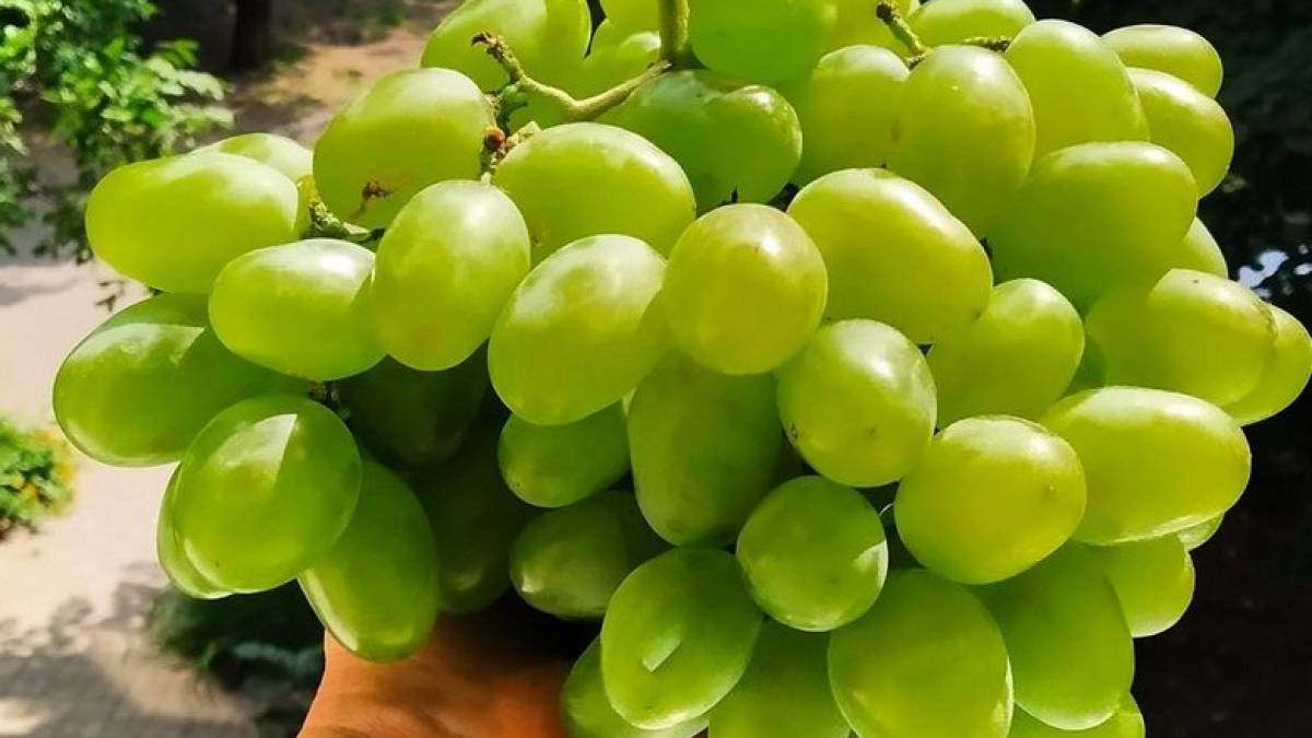 Як правильно вибрати «Подарунок Запоріжжю» (покрокова інструкція з фото)