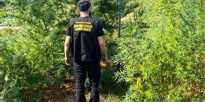На Запоріжжі поліцейські виявили та знищили плантації культивованих рослин коноплі