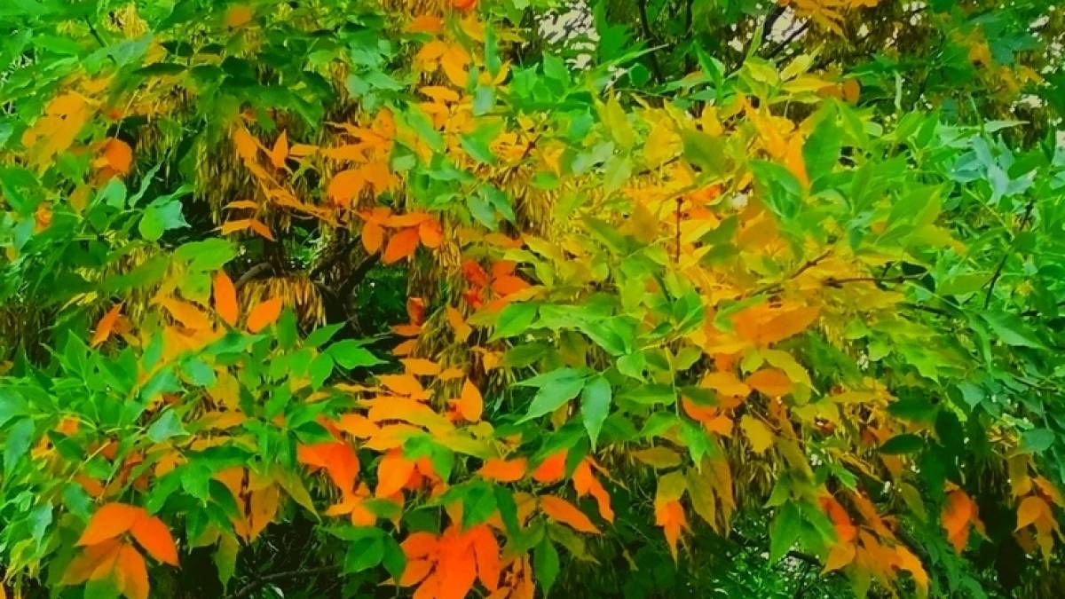 У Запоріжжя прийшла красива осінь, яка подобається дітям (фото)