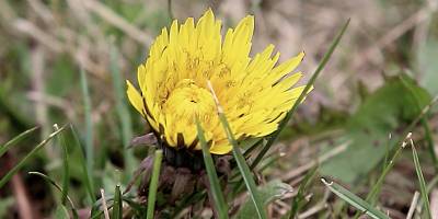 Нескорена кульбаба на дачі