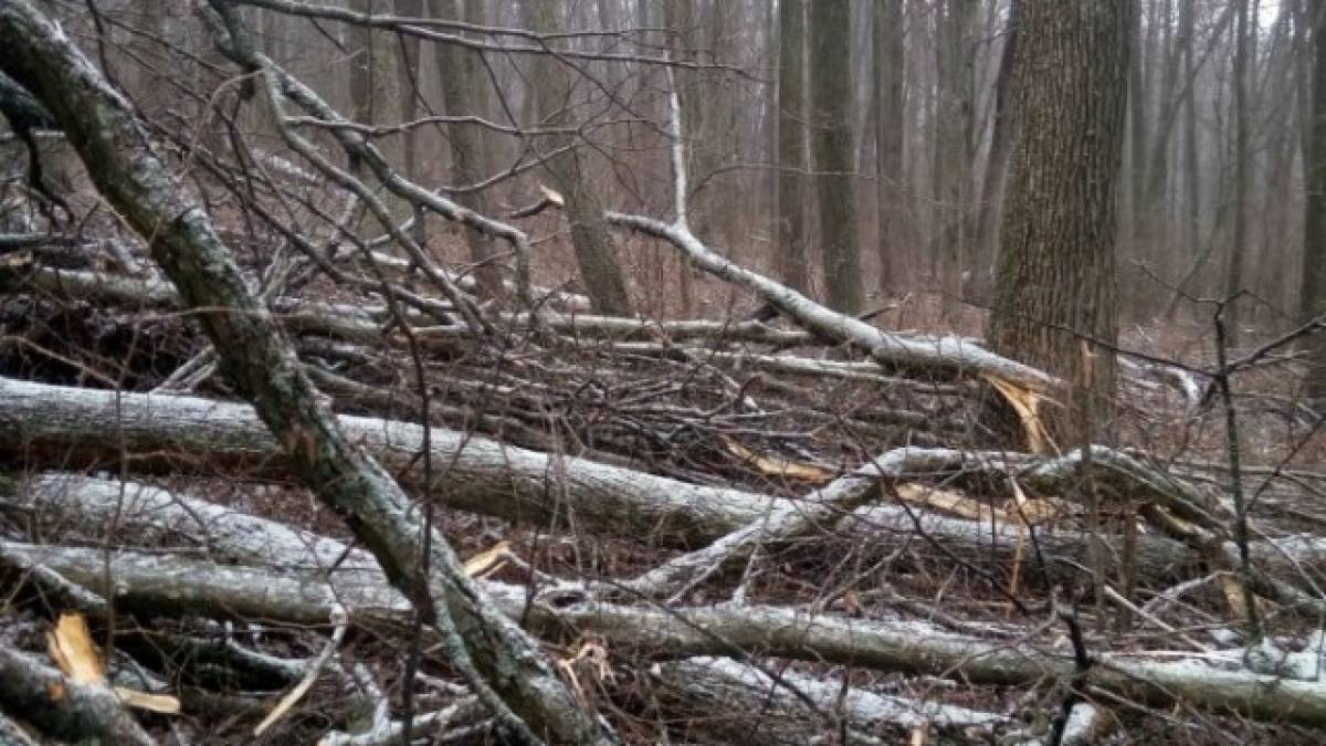 Чому не можна самостійно збирати дрова у лісі: штрафи та покарання