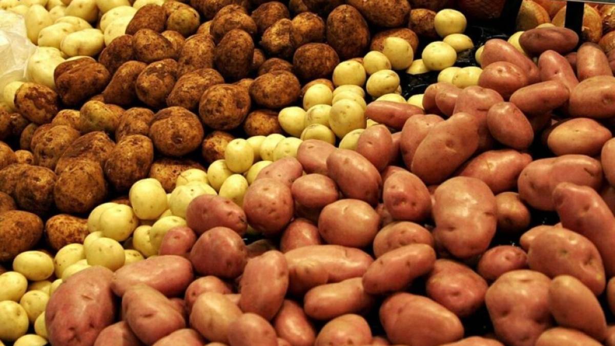 В Україні почалося збирання картоплі: чи варто очікувати на дефіцит і зростання цін