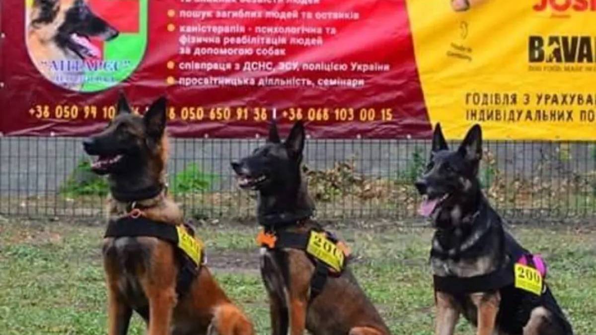 У Запоріжжі шукати людей під завалами допомагають павлоградські кінологи