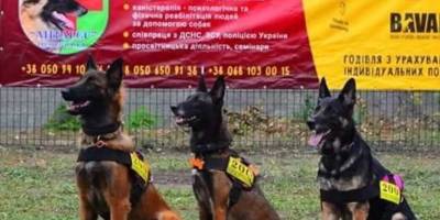У Запоріжжі шукати людей під завалами допомагають павлоградські кінологи