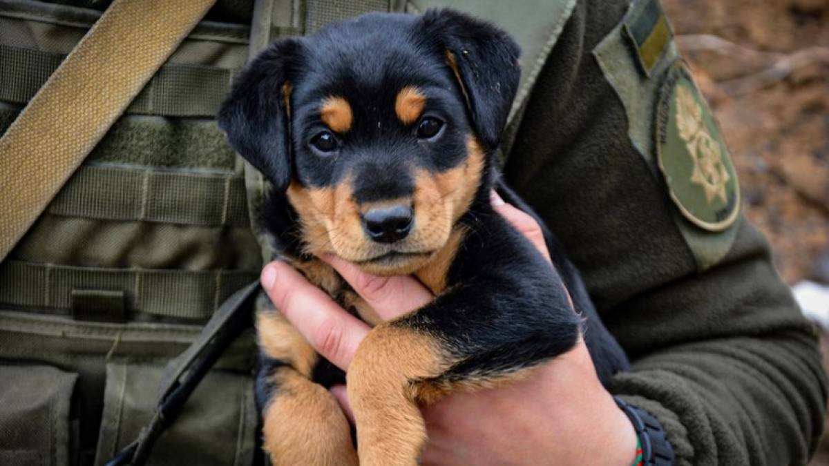 Запорізькі нацгвардійці показали малого помічника – фото