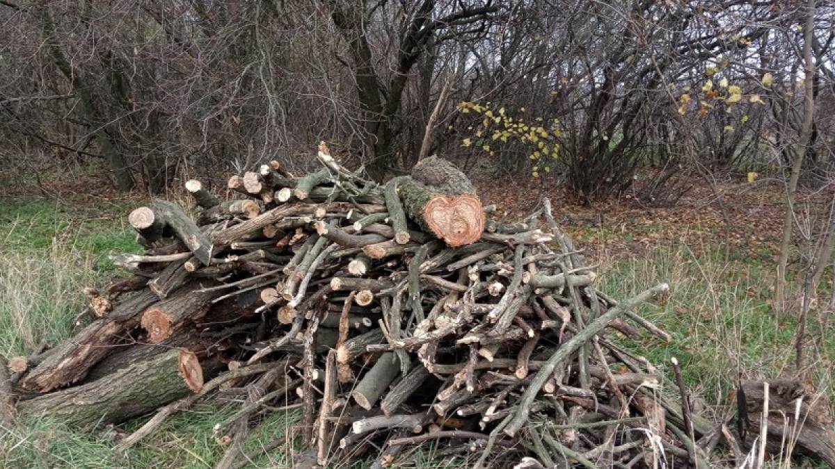 Незаконна вирубка лісу: на Запоріжжі від початку осені слідчі відкрили понад півсотні кримінальних проваджень