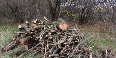 Незаконна вирубка лісу: на Запоріжжі від початку осені слідчі відкрили понад півсотні кримінальних проваджень