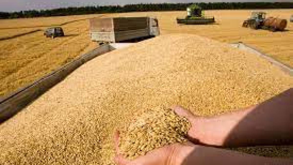 В Україні вже зібрали 39,1 мільйонів тонн зернових та зернобобових – Мінагрополітики