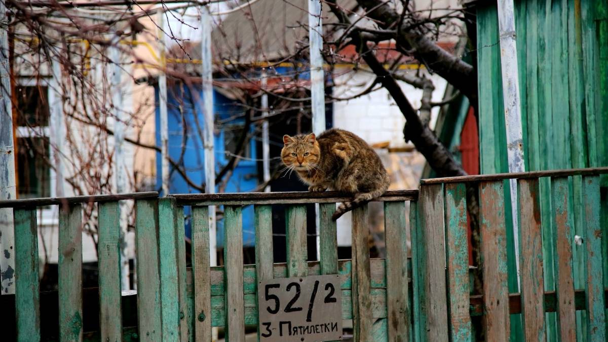Ці чарівні киці (фото)
