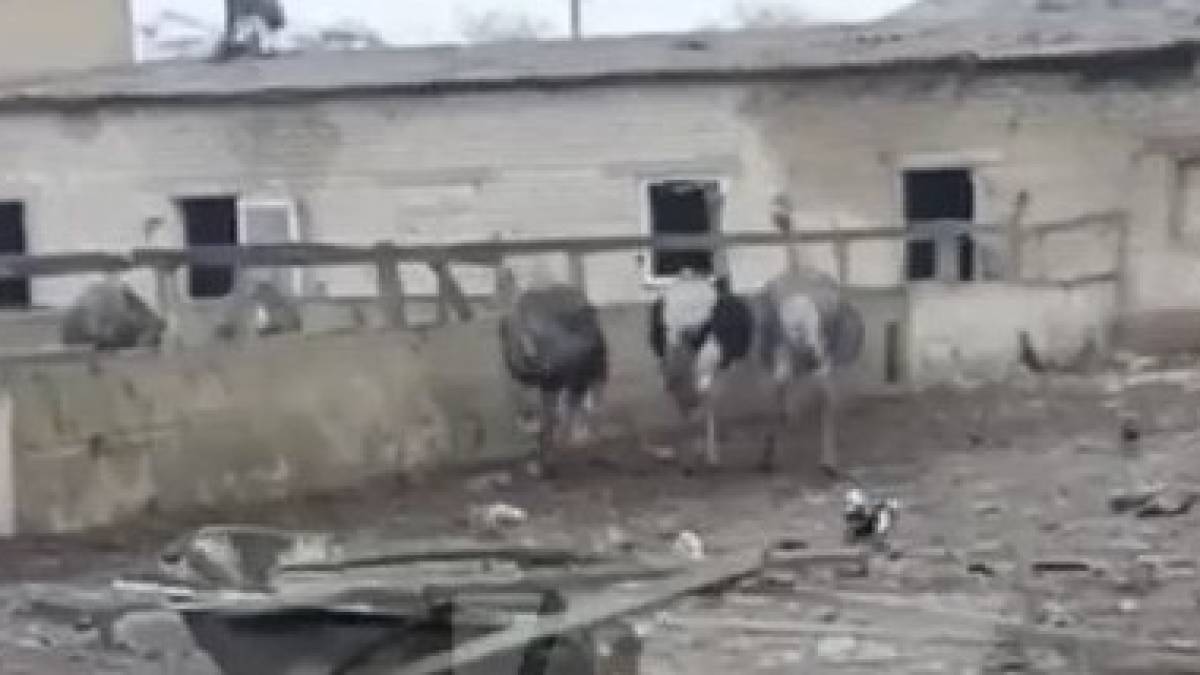 Ракетний удар по передмістю Запоріжжя: пошкоджена страусина ферма та знищено цех